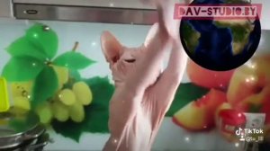 Откуда взялись лысые коты (Канадский сфинкс)? История. Canadian Sphynx. Story.