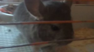 очень злой шиншилл