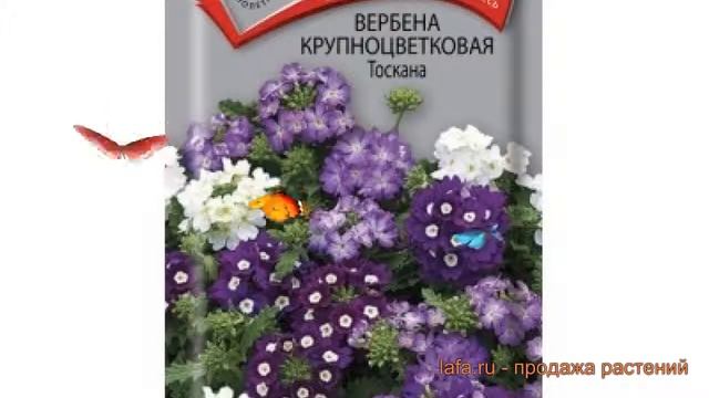 Вербена крупноцветковая Тоскана (toskana) ? вербена Тоскана обзор: как сажать семена вербены Тоскан смотреть онлайн