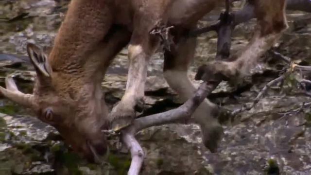 Горный Козел Чудо !!! смотреть онлайн