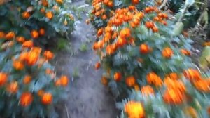 Осеннее мульчирование бархатцами