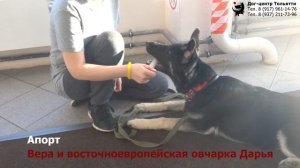 Занятие в группе (общий курс дрессировки). Тольятти, 30 декабря 2018.