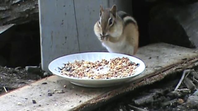 Бурундук ест с тарелки смотреть онлайн