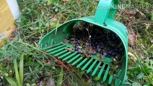 Особенности сбора Черники в августе. Что случилось с черничником?