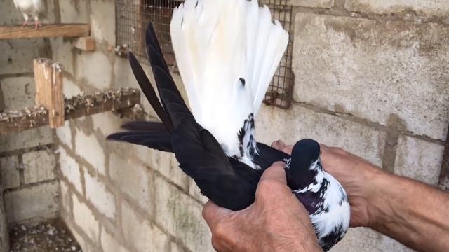 Голуби бабочки у дяди Вовы смотреть онлайн