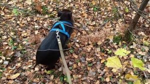 Выгуливаю Яшу в лесу на поводке | rainMan .