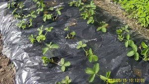 Подкормка Клубники Нашатырным спиртом для ускорения роста Цветоносов.