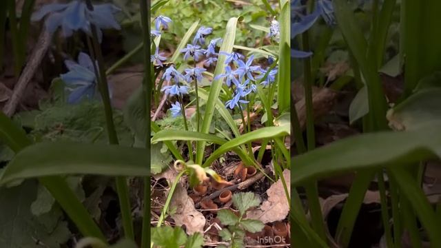ПРОЛЕСКИ ЦВЕТУТ смотреть онлайн