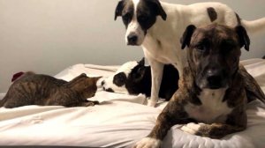 Бычок вырос среди собак, и считает себя одной из них, только посмотрите на него!