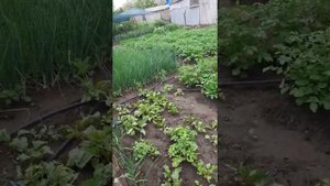как уберечь клубнику от муравьев и как мы стали подозрительно бедными