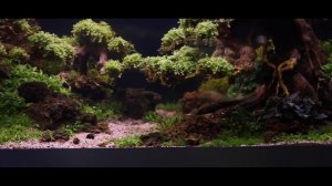 Bonsai Tree Aquascape Tutorial with Adrie Baumann