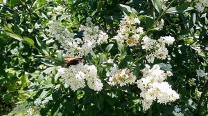 Бирючина обыкновенная/Ligustrum vulgare/Пирамиды из бирючины (Аптекарский огород)