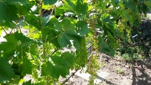 Отцвёл виноград, что дальше?  Зелёные операции, полив и профилактическая обработка. 5.07.23