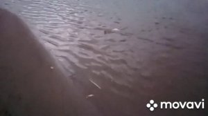 Рыбалка на р. Вятка. Отличный улов у друзей. Конец сентября 2023 г.