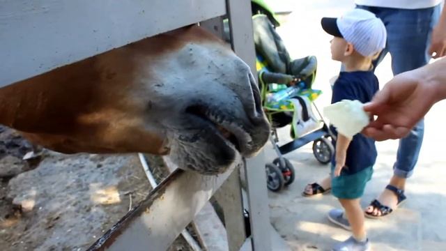 Как ест лошадь Пржевальского в ростовском зоопарке! смотреть онлайн