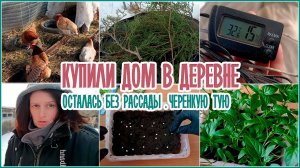 ?Купили дом в деревне  _  Осталась без рассады _ Черенкую тую