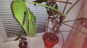 моя ошибка по уходе за Монстерой альба