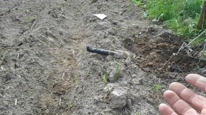 Как поймать крота . Самый эффективный способ . Кротоловка .