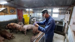 //Запах в свинарнику,як з ним боротися по простому//Дезосан вігор?//