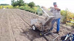 КАРТОФЕЛЕУБОРОЧНЫЙ комбайн на участке ручной посадки картофеля.