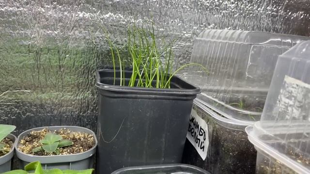 РАССАДА растет дружно! Обзор стеллажа и парника! смотреть онлайн