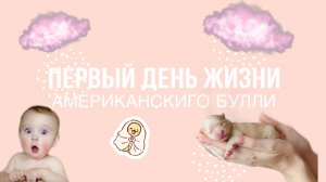 Первый день жизни щенков! Американский булли. Самая дорогая порода в Мире!