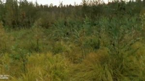 Камышовый рай.