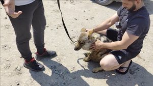 покупка волкособа