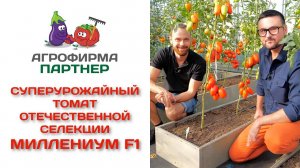 Суперурожайный томат отечественной селекции Миллениум F1