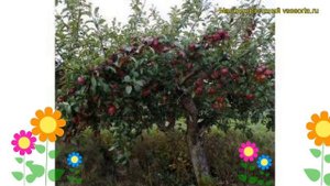 Яблоня домашняя Малинова Оберландзка. Краткий обзор, описание malus domestica Malinowa Oberlandzka