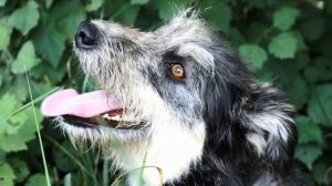 Дворняга   это круто!