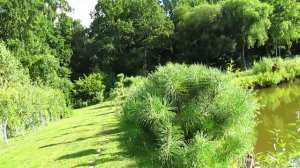 РЕЗУЛЬТАТ ОБРЕЗКИ СОСНЫ. Формирование кроны сосны (ч.2)./How to pruning pine