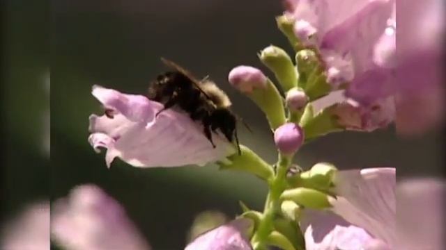 Шмели на садовом участке. Удивительные обитатели сада/THE SECRET WORLD OF GARDENS (Дай лапу) смотреть онлайн