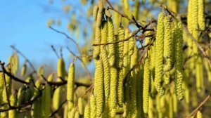 КАК  ОПЫЛЯЮТСЯ  ДЕРЕВЬЯ  ?