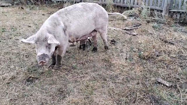 Кабанчик и свинки с поросятами смотреть онлайн