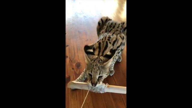 Riccardo La storia del gatto serval Parte 2 смотреть онлайн
