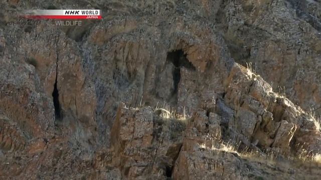 Snow Leopard - The Silent Hunter (Best Wildlife Documentary) смотреть онлайн