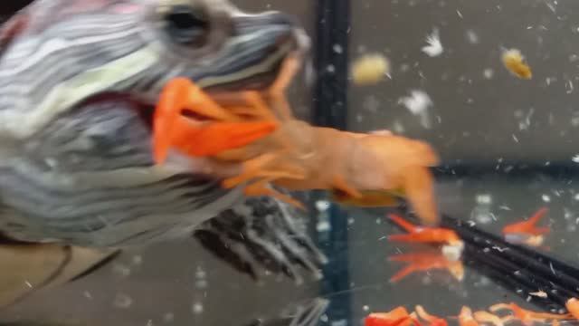 черепаха против красных флоридских раков  1 VS 6  внимание живое кормление