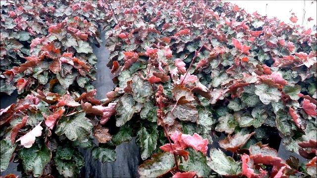 Best Perennials - Heuchera Carnival Black Olive (Coral Bells) смотреть онлайн