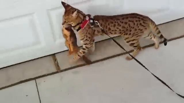 кошка и белка