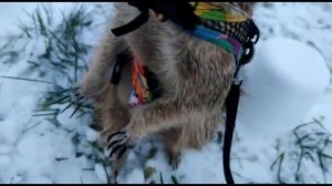 Зимняя прогулка