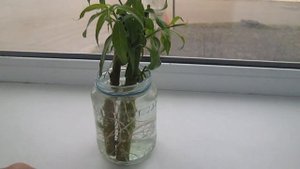 Размножение ивы плакучей