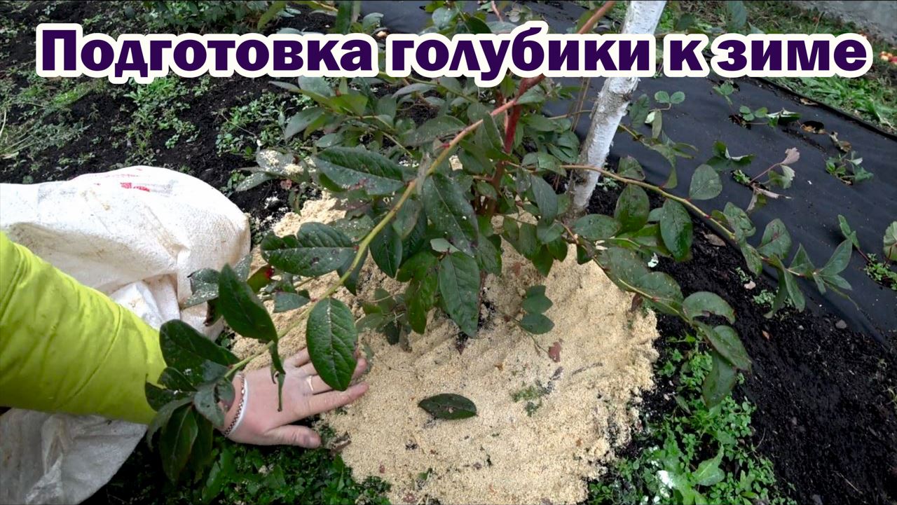Подготовка голубики к зиме
