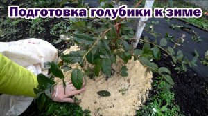 Подготовка голубики к зиме