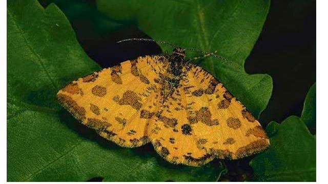 Бабочки 1.avi смотреть онлайн