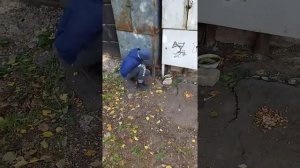 ловим котенка/отправляем его в хорошие руки