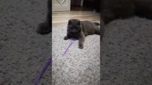 Отстань старушка я в печали.