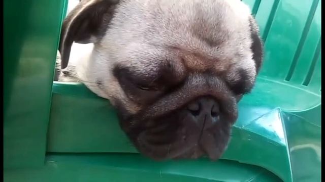 Храпящий Фред смотреть онлайн