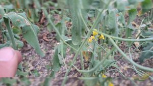 Рапс DEKALB позний загущеный посев. Что получилось?