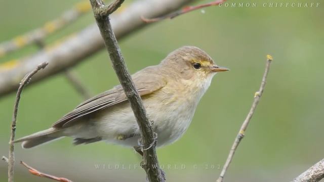 Потрясающее пение птиц. Часть 2